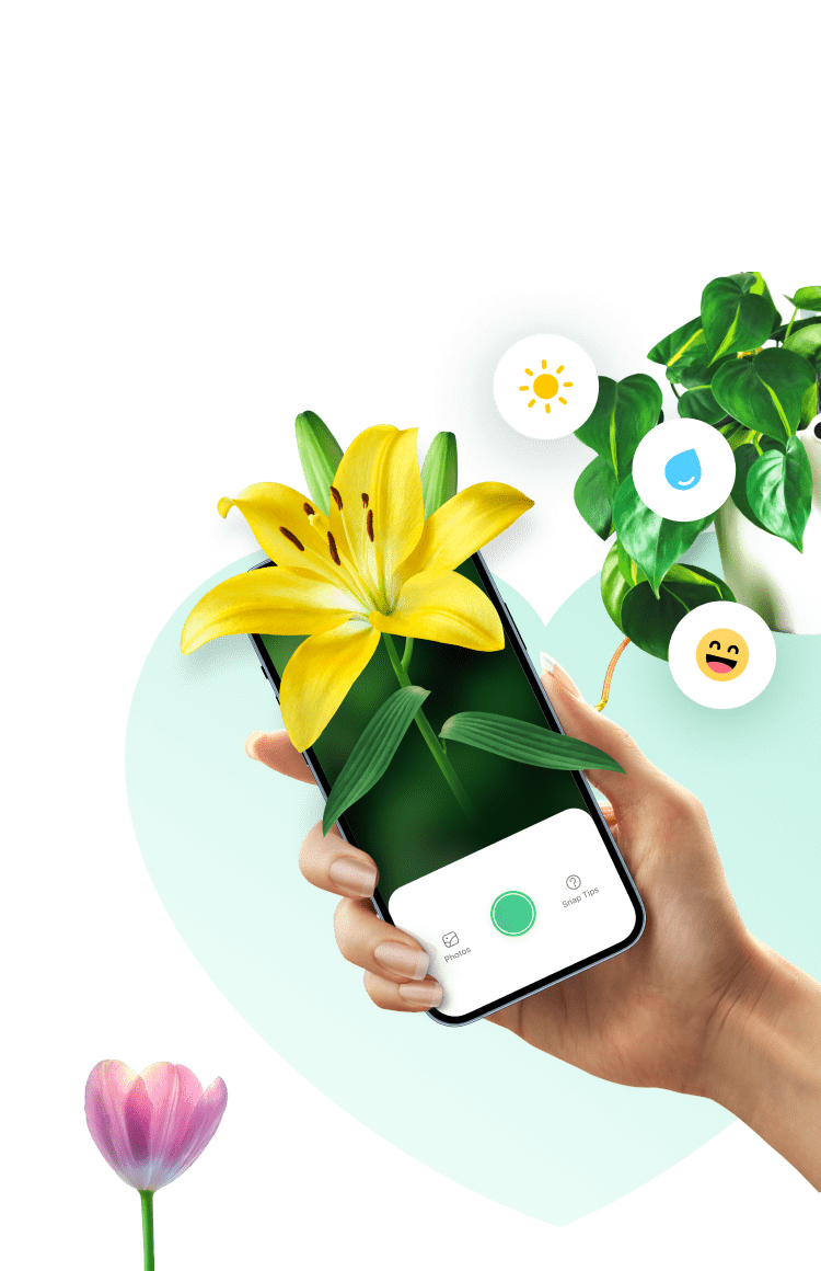 this is a background img